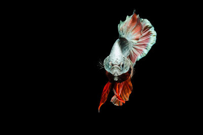 Close-up of siamese fighting fish swimming in tank against black background