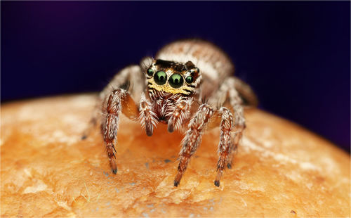 Macro shot of jumping spider on stone