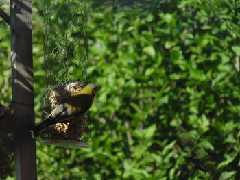 Bird perching on a tree