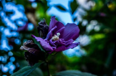Close-up of flower blooming outdoors