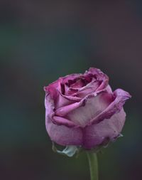 Close-up of pink rose