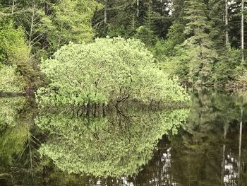 Scenic view of lake in forest