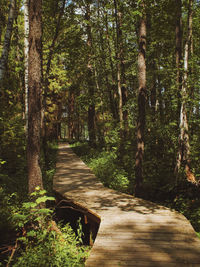 Boardwalk amidst trees in forest