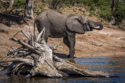 Profile view of african elephant standing at waterhole