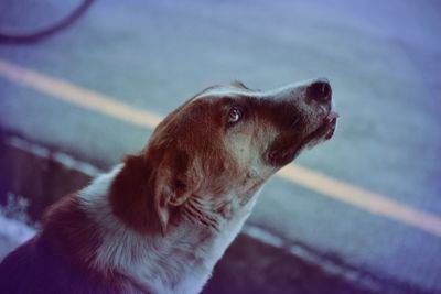 Stray dog by street looking up