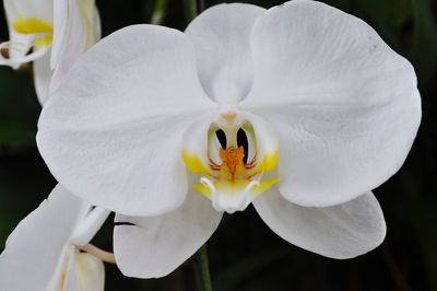 Close-up of white daffodil flower