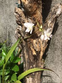 High angle view of flowers on tree trunk