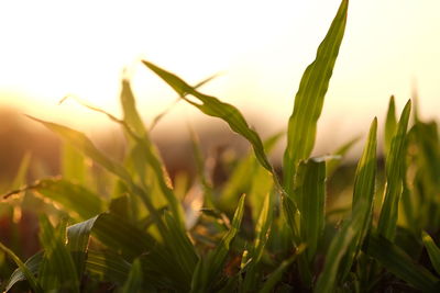 Close-up of plant growing on field