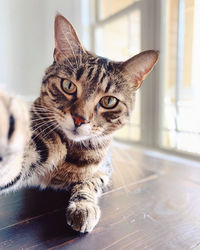 Close-up portrait of a cat