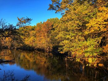 Scenic view of lake in forest during autumn