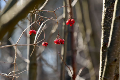 Close-up of red berries growing on tree