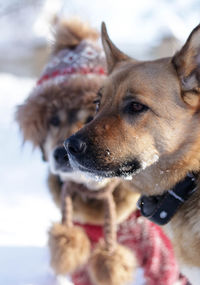 Close-up of dog looking away