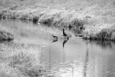 Man surfing in lake