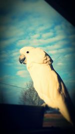 Close-up of parrot perching on pole against sky