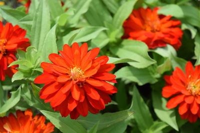 Close-up of orange marigold blooming outdoors