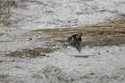 Side view of a bird on sand