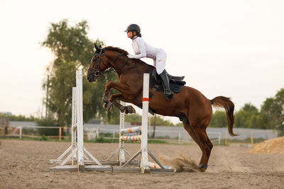 Horse standing on field