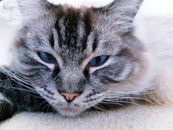 Close-up portrait of cat on rug