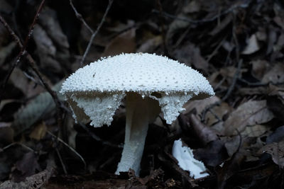 Close-up of mushroom growing on field