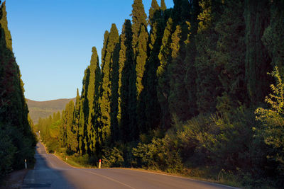 Road amidst trees against sky