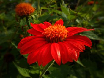 Close-up of red flower