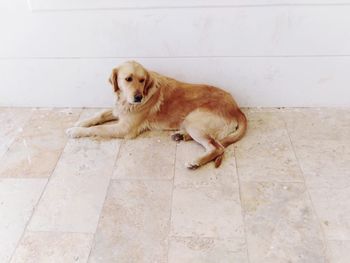 High angle view of dog sitting on tiled floor