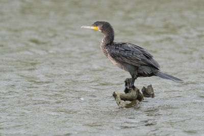 Great black cormorant drying its plumage after fishing