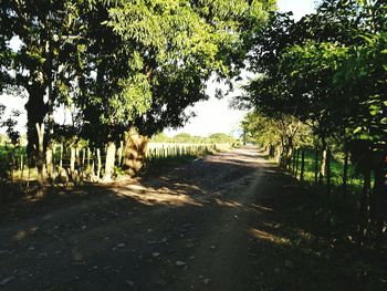 Road amidst trees