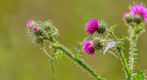 Close-up of thistle flowers