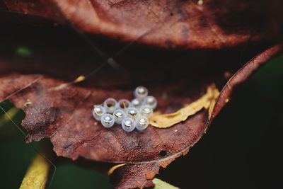 Close-up of water drops on plant