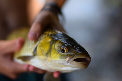 Close-up of hand holding fish