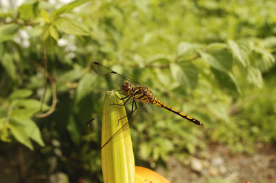 Close-up of dragonfly on plant