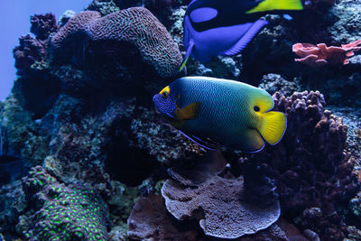 Close-up of fish swimming underwater