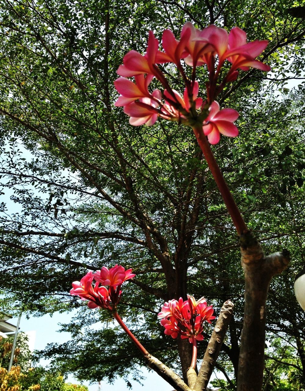 flower, freshness, growth, red, petal, fragility, tree, beauty in nature, pink color, low angle view, nature, blooming, flower head, blossom, in bloom, branch, stem, springtime, day, plant