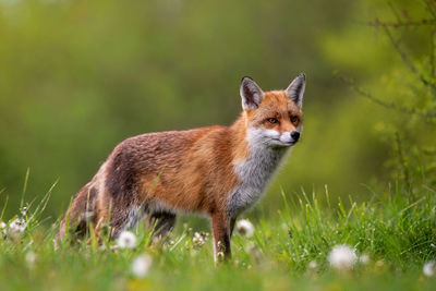 Portrait of a cat on field