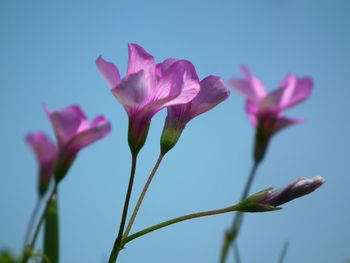 Close-up of pink flowers