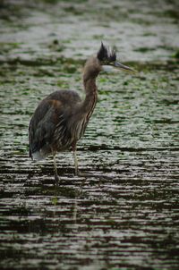 Close-up of duck on lake