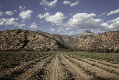 Scenic view of agricultural field against sky