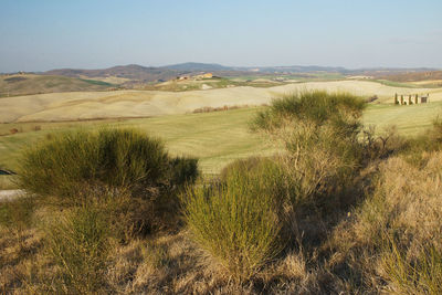 Scenic view of field against clear sky
