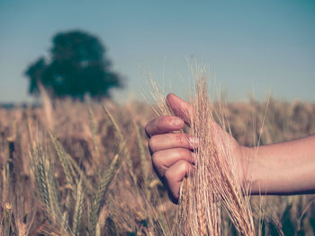 Close-up of wheat growing on field