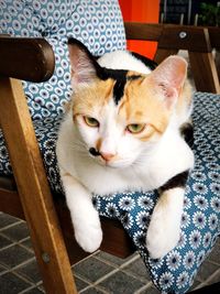 High angle view of cat sitting on chair