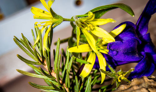 Close-up of yellow flowers