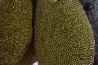 Close-up of lizard on leaf