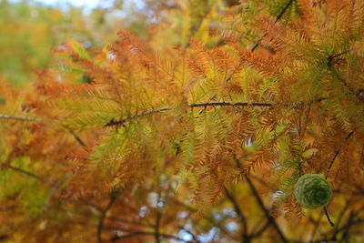 Close-up of autumn leaves on tree