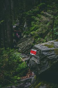 Red rock amidst trees and plants in forest