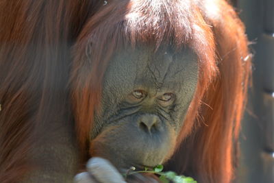 Close-up of orangutan at zoo