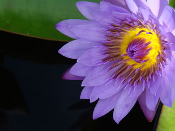 Macro shot of purple flower