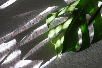 Monstera deliciosa houseplant in bright sunlight