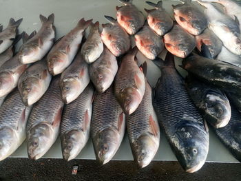 Close-up of fish for sale