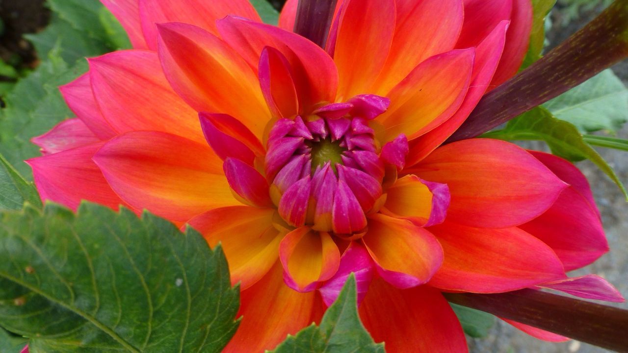 CLOSE-UP OF PINK ROSE FLOWER